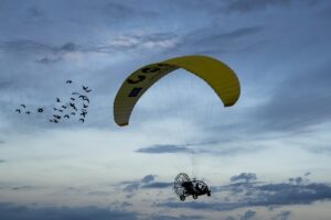 Proyecto Ibis Eremita en el que colabora BIOPARC Valencia - Parada en Olocau